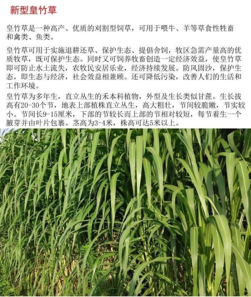 【牛商店长推荐】皇竹草种苗产地直发包售后可视频