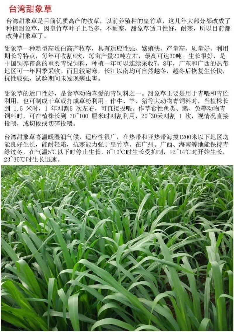 【牛商店长推荐】皇竹草种苗产地直发包售后可视频