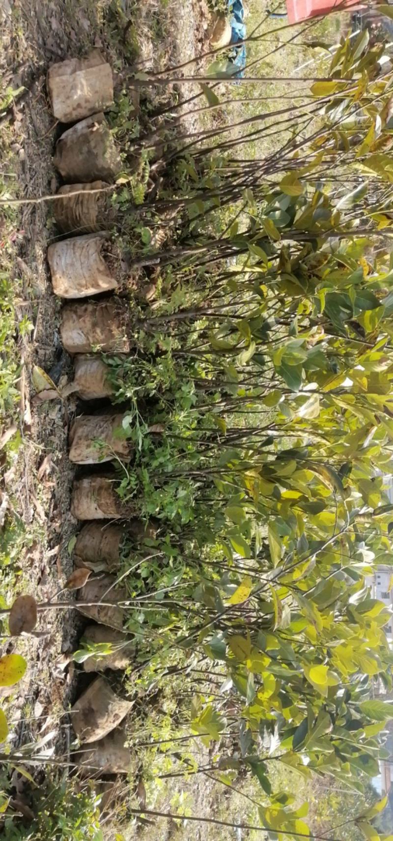 泰国菠萝蜜嫁接苗，泰8，泰12