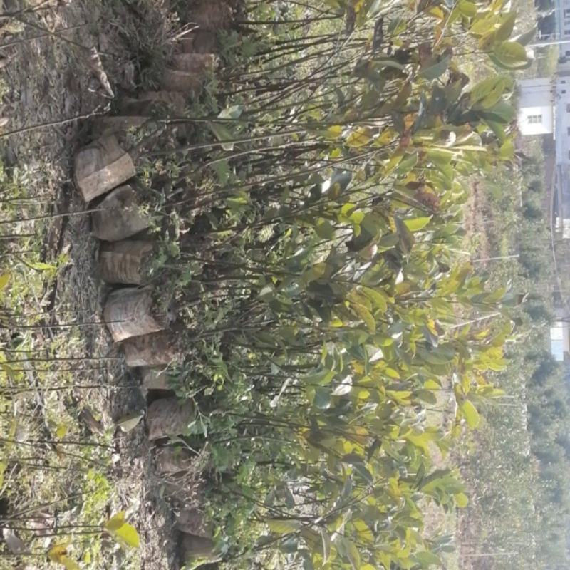 泰国菠萝蜜嫁接苗，泰8，泰12