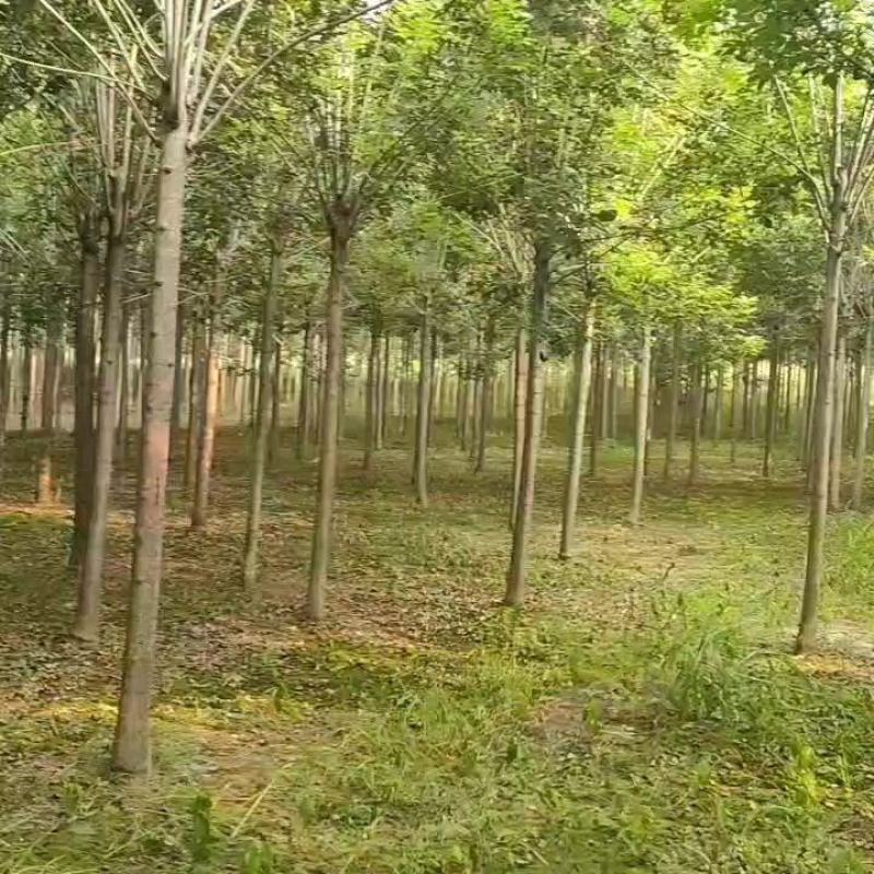 白蜡苗，速生白蜡，大小规格都有，成活率有保障，