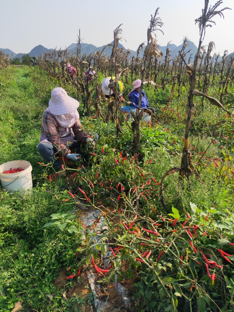 大量供应加工厂货指天椒朝天椒