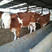 西门塔尔牛犊手续齐全全国发货送货牛场直发价格实惠