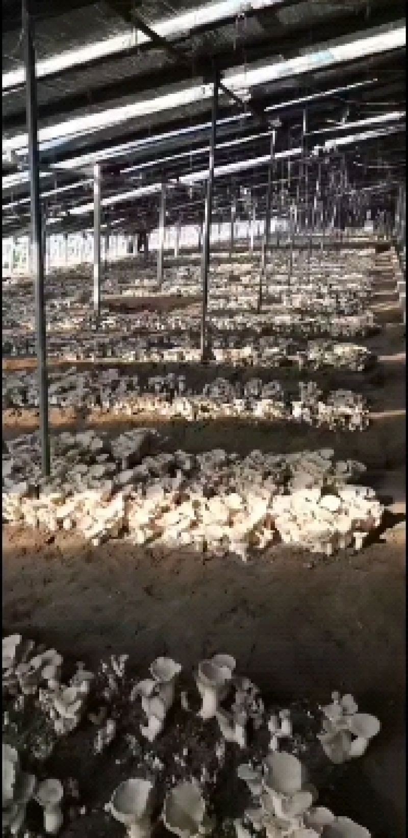 灵芝茹，高端食材，促进人体免疫。
