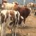 西门塔尔牛犊手续齐全全国发货送货牛场直发价格实惠