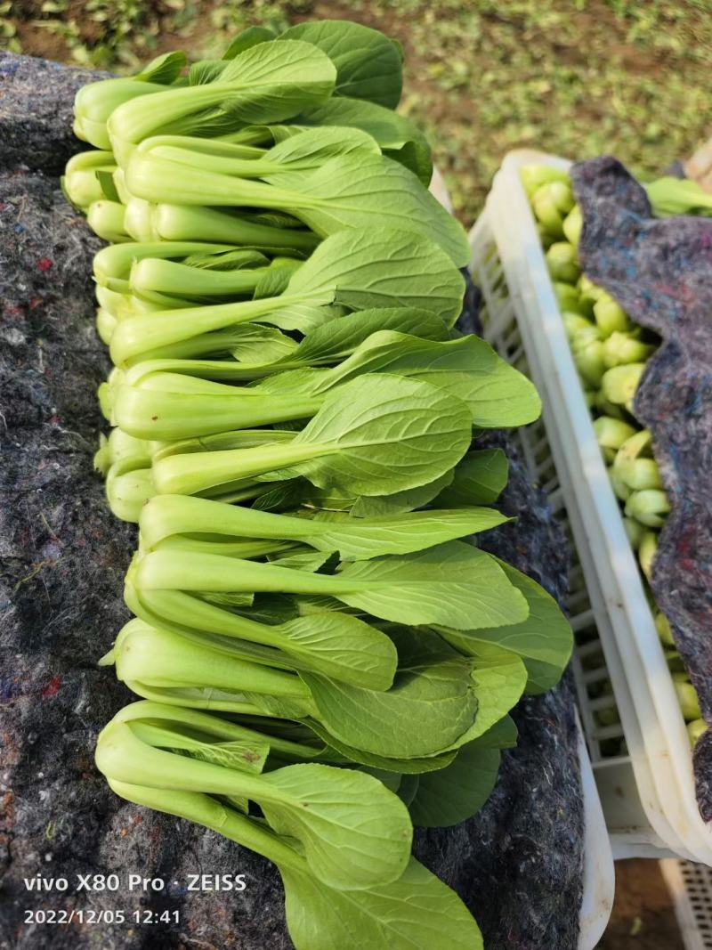 上海青（小油菜）曹县原产地直发，一手货源，量大从优，油菜