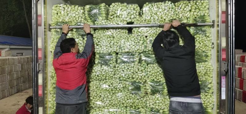 上海青（小油菜）曹县原产地直发，一手货源，量大从优，油菜