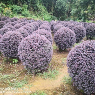 【红花檵木球】产地发货红花继木量大从优