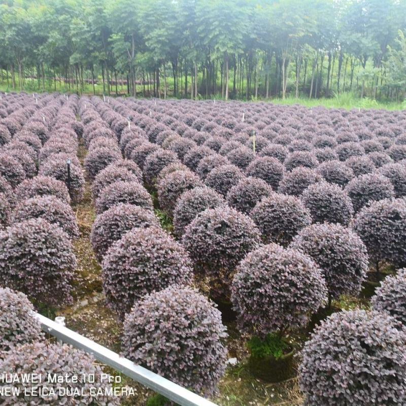 【红花檵木球】产地发货红花继木量大从优
