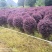 【红花檵木球】产地发货红花继木量大从优