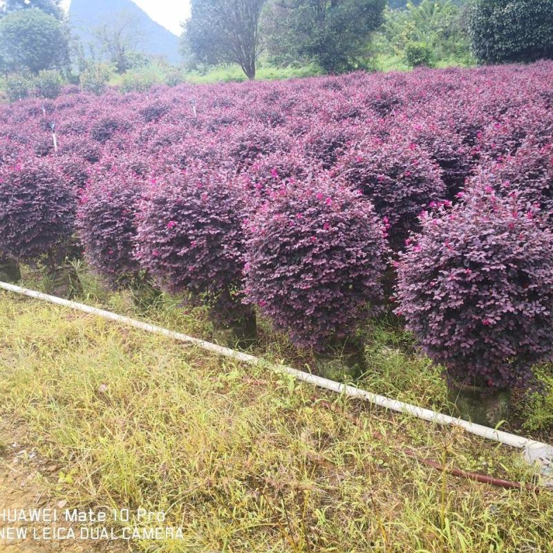 【红花檵木球】产地发货红花继木量大从优