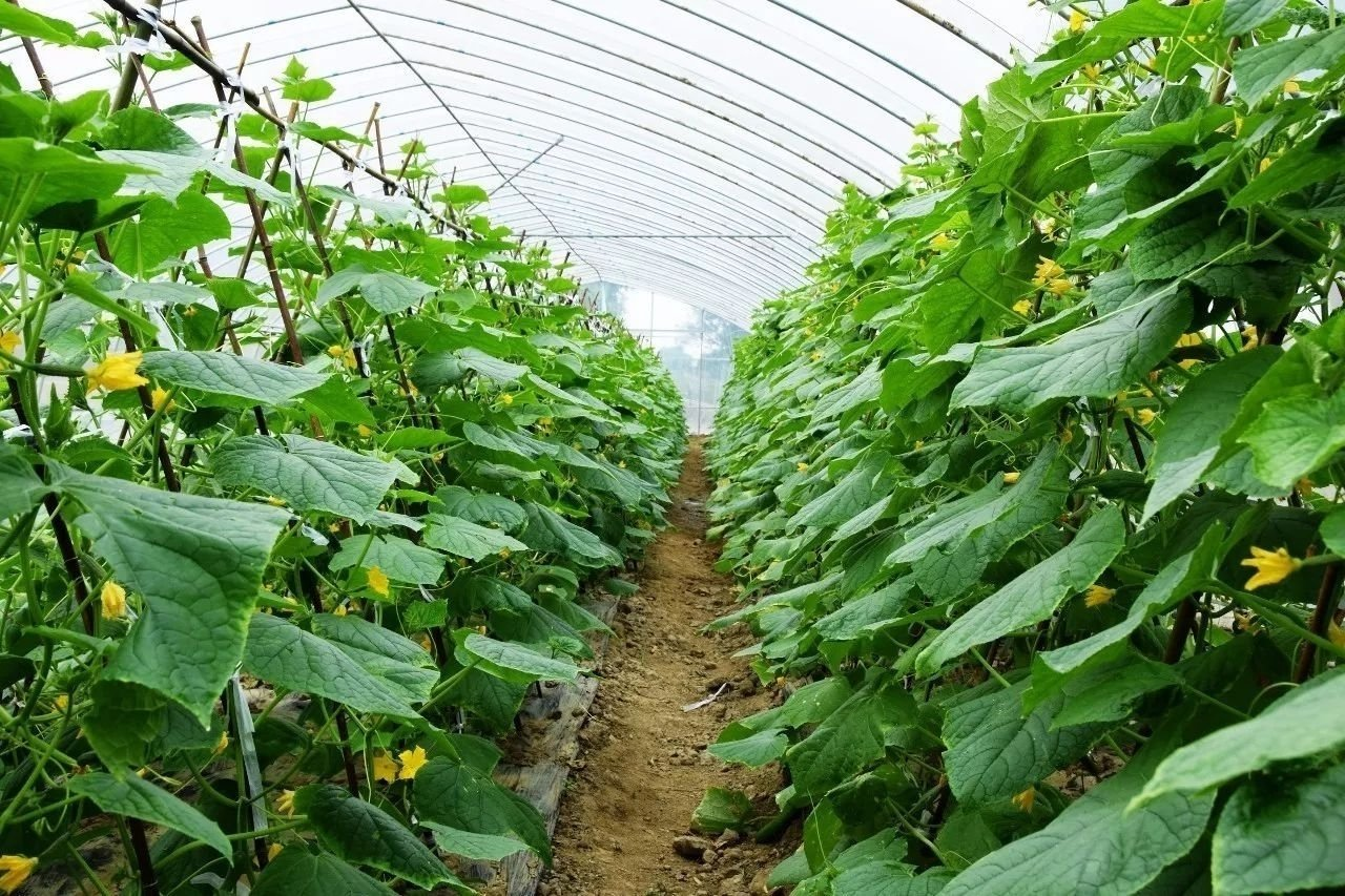 寿光密刺黄瓜在温室大棚中生长茂盛,绿意盎然 寿光密刺黄瓜在温室大棚中生长茂盛