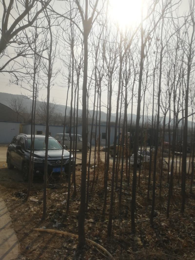 卖楸树，2至7厘米平身直径