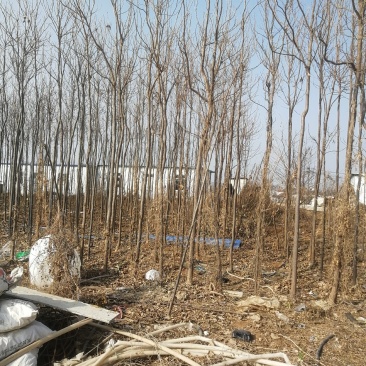 卖楸树，2至7厘米平身直径