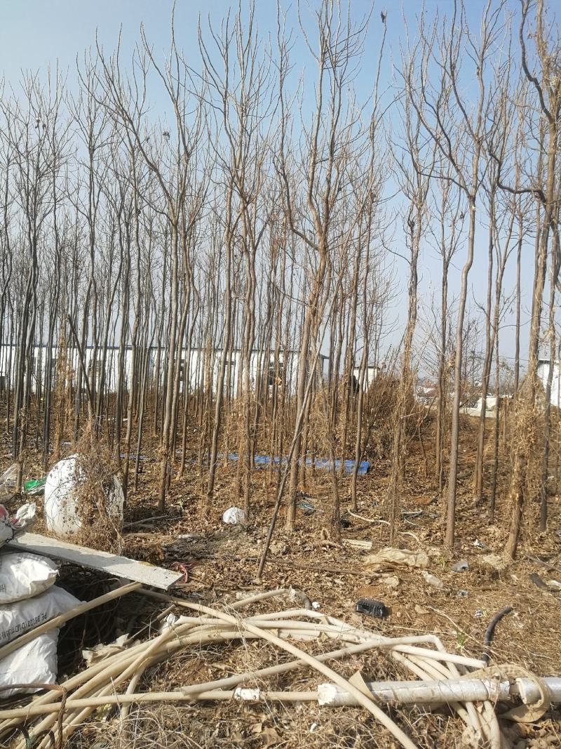 卖楸树，2至7厘米平身直径