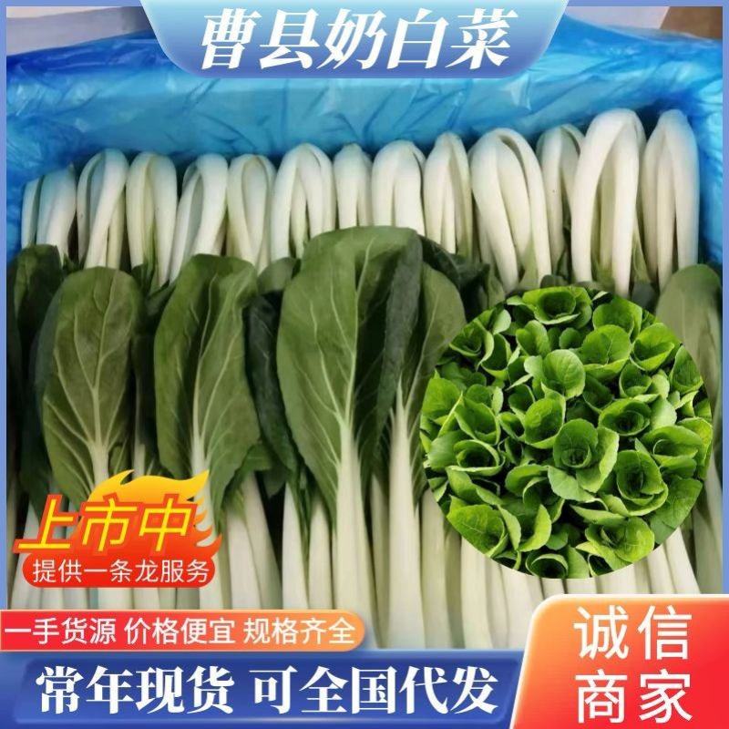 鲜嫩奶白菜，一手货源，产地直供，价格美丽，量大从优