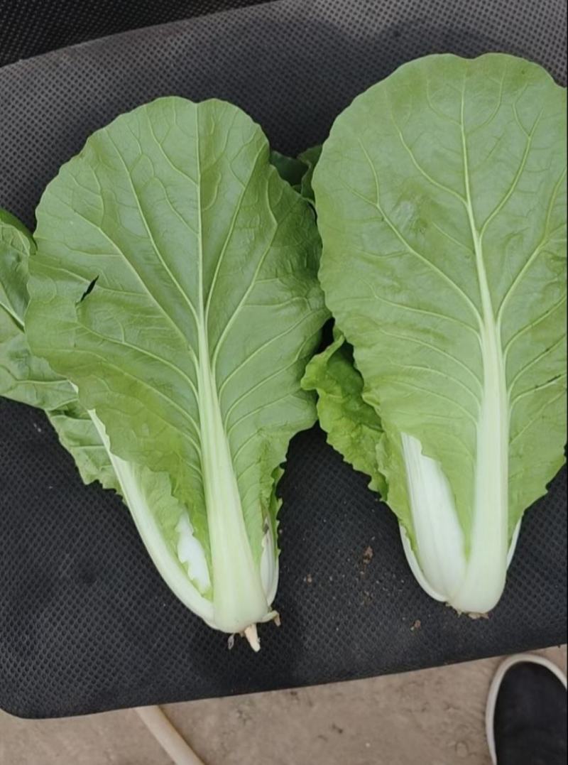 鲜嫩奶白菜，一手货源，产地直供，价格美丽，量大从优