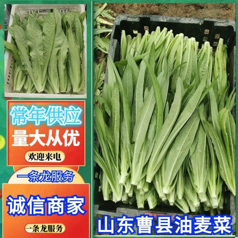 《油麦菜》山东曹县基地直供，一手货源，常年供应，量大从优