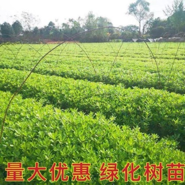 【现挖】海桐树苗，存活率高，长势好，量大从优，欢迎咨询