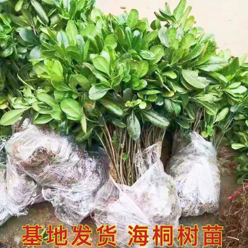 【现挖】海桐树苗，存活率高，长势好，量大从优，欢迎咨询