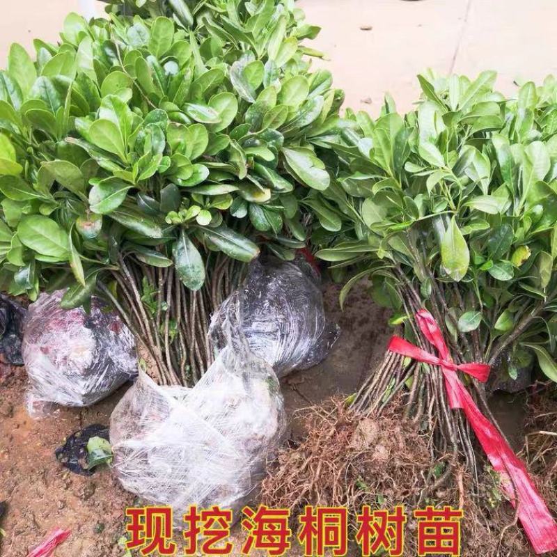【现挖】海桐树苗，存活率高，长势好，量大从优，欢迎咨询