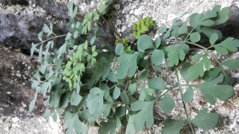 岩黄连500g新鲜干货无硫广西山里采摘散装
