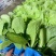 山东莘县白菜苗黄心白菜苗大量现货全国供应