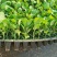 山东莘县白菜苗黄心白菜苗大量现货全国供应