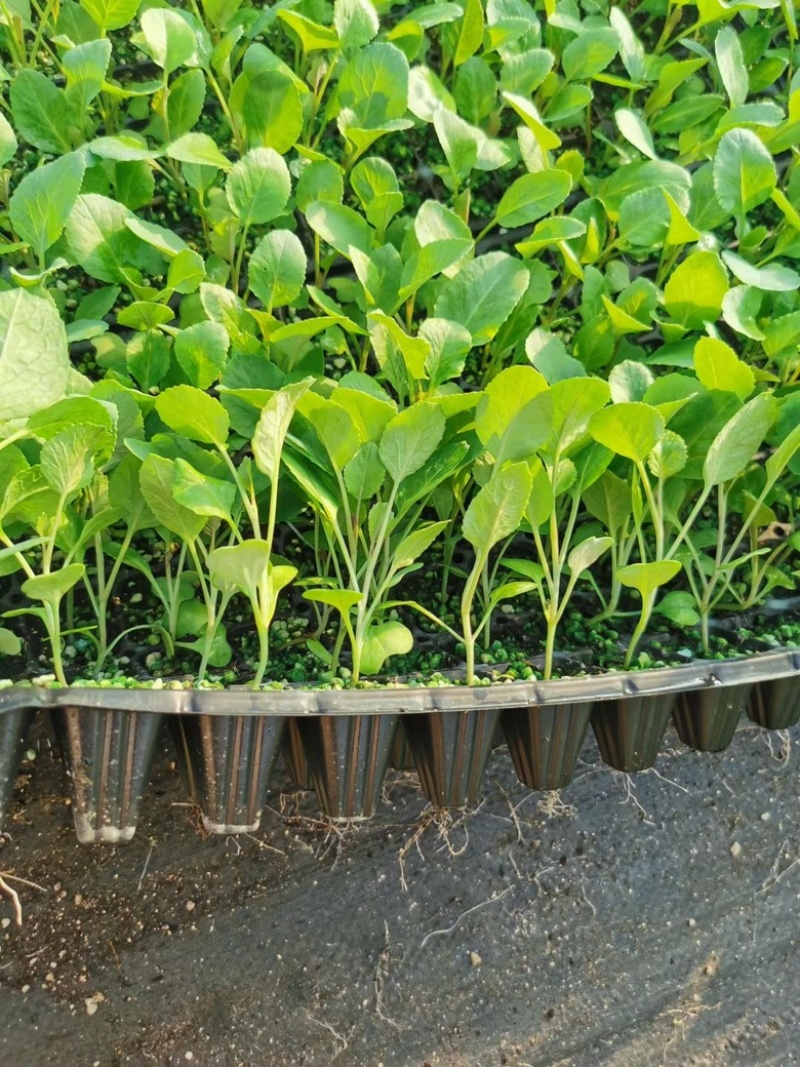 山东莘县白菜苗黄心白菜苗大量现货全国供应