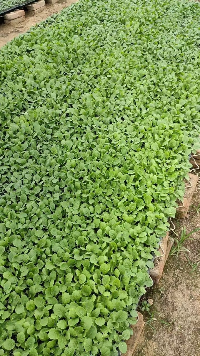 山东莘县白菜苗黄心白菜苗大量现货全国供应