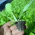 山东莘县白菜苗黄心白菜苗大量现货全国供应