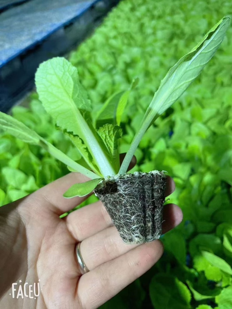 山东莘县白菜苗黄心白菜苗大量现货全国供应