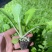 山东莘县白菜苗黄心白菜苗大量现货全国供应