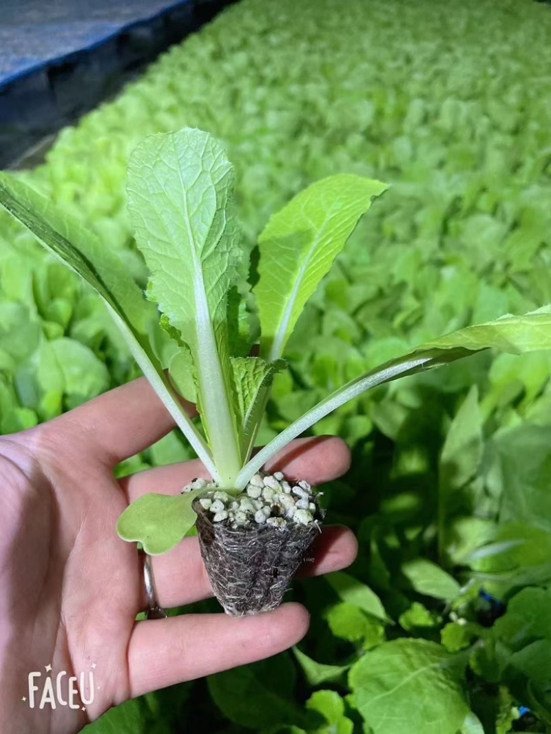 山东莘县白菜苗黄心白菜苗大量现货全国供应