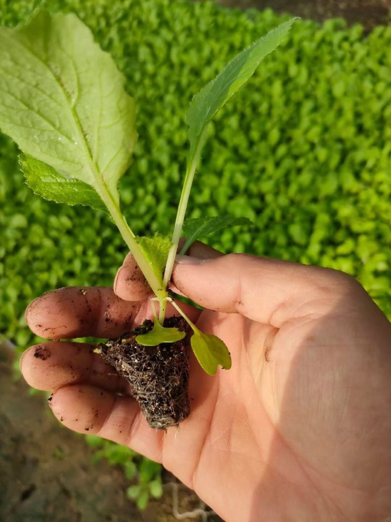 山东莘县白菜苗黄心白菜苗大量现货全国供应