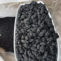 黑桑葚桑葚干桑葚干果桑椹子四川河北水洗无沙桑椹干果泡茶糕