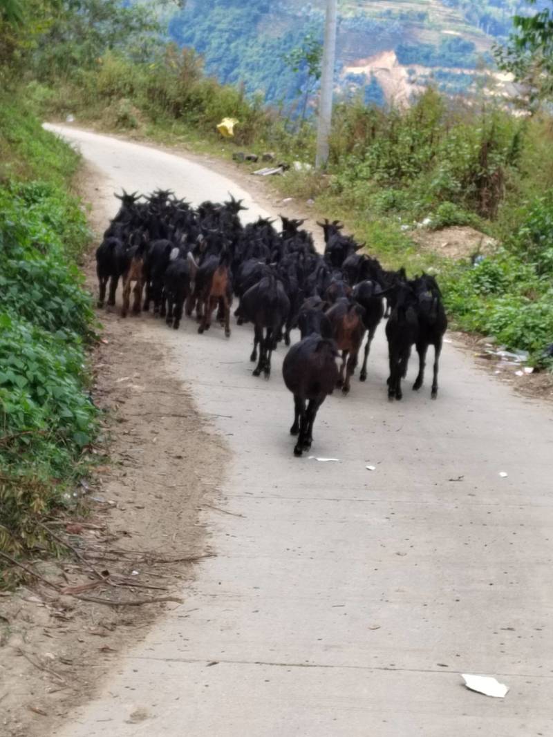 黑山羊