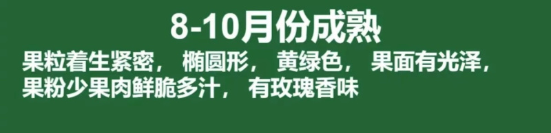 [阳光玫瑰]，尼拉皇后葡萄苗3309M砧木5BB贝达砧木