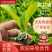 山东莘县白菜苗黄心白菜苗大量现货全国供应