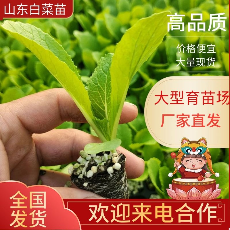 山东莘县白菜苗黄心白菜苗大量现货全国供应