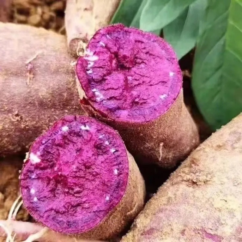 【推荐】紫薯湖北紫罗兰现挖现发可视频看货咨询有优惠