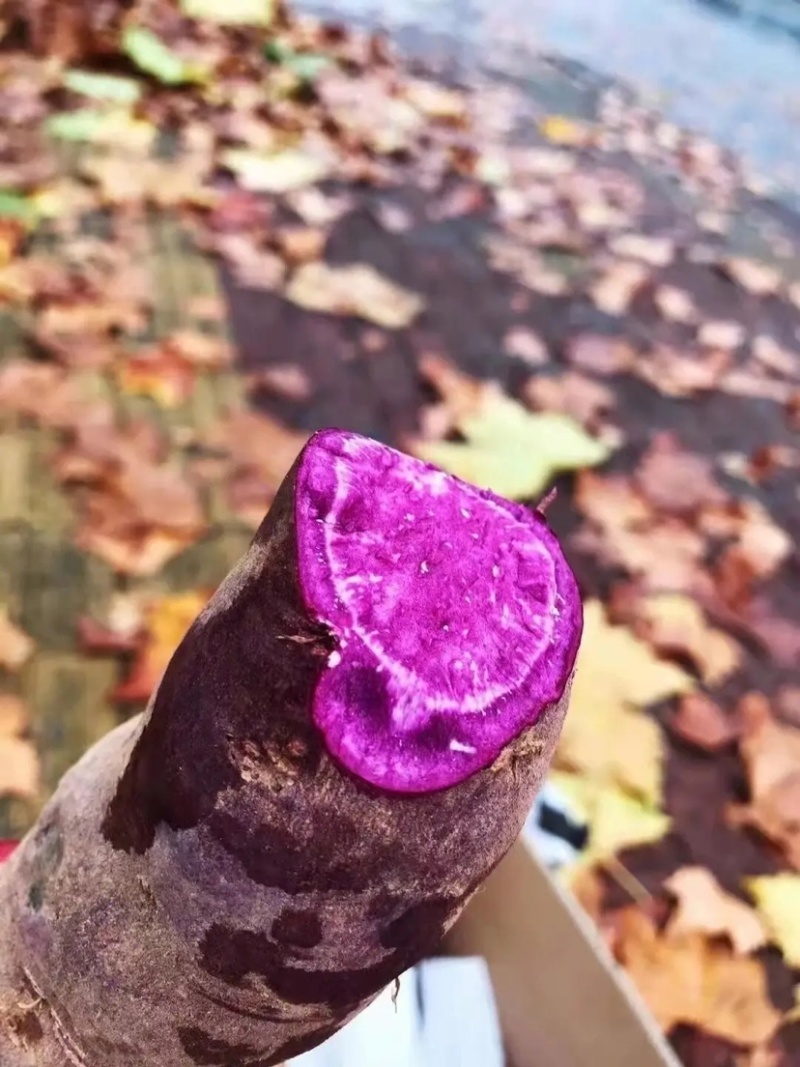 【推荐】紫薯湖北紫罗兰现挖现发可视频看货咨询有优惠