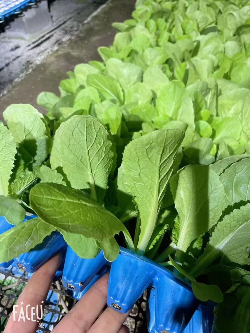 品质白菜苗厂家直供大量现货全国可发货品质保障