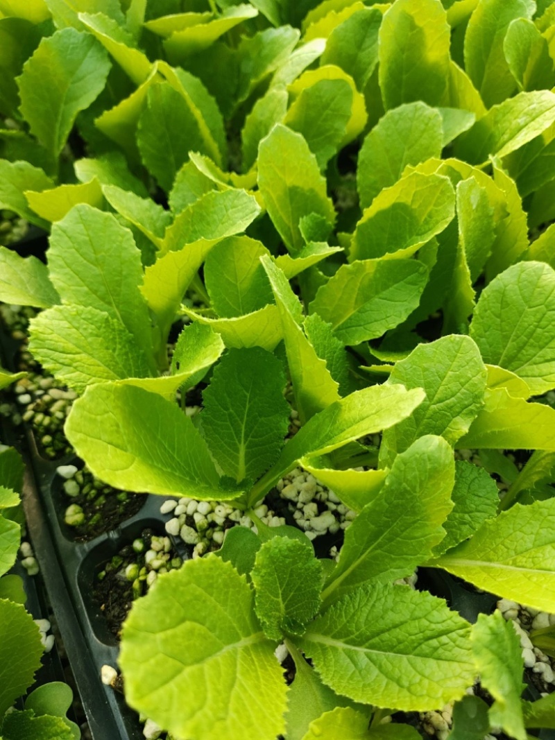 品质白菜苗厂家直供大量现货全国可发货品质保障