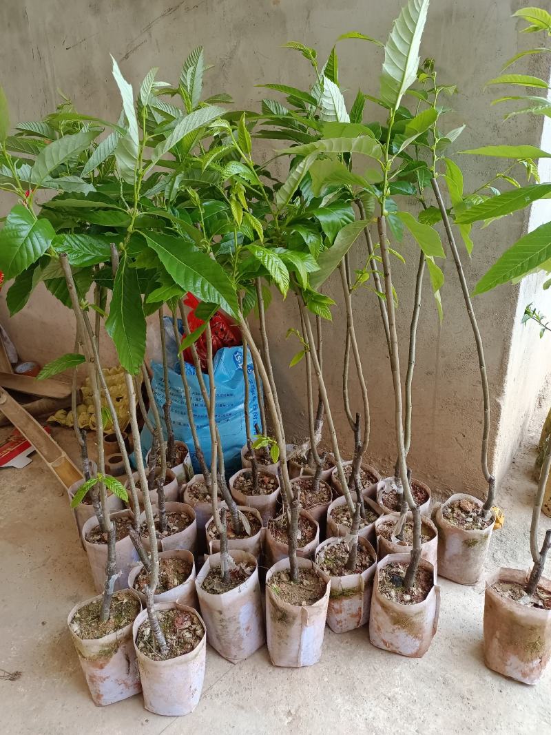 大红袍双季板栗苗，嫁接苗，结果快，苗子漂亮