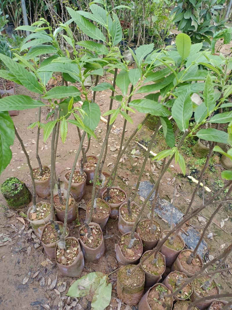 大红袍双季板栗苗，嫁接苗，结果快，苗子漂亮