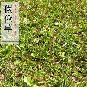 草坪种子假俭草种子阔叶草蜈蚣草耐践踏绿化护坡根系发达