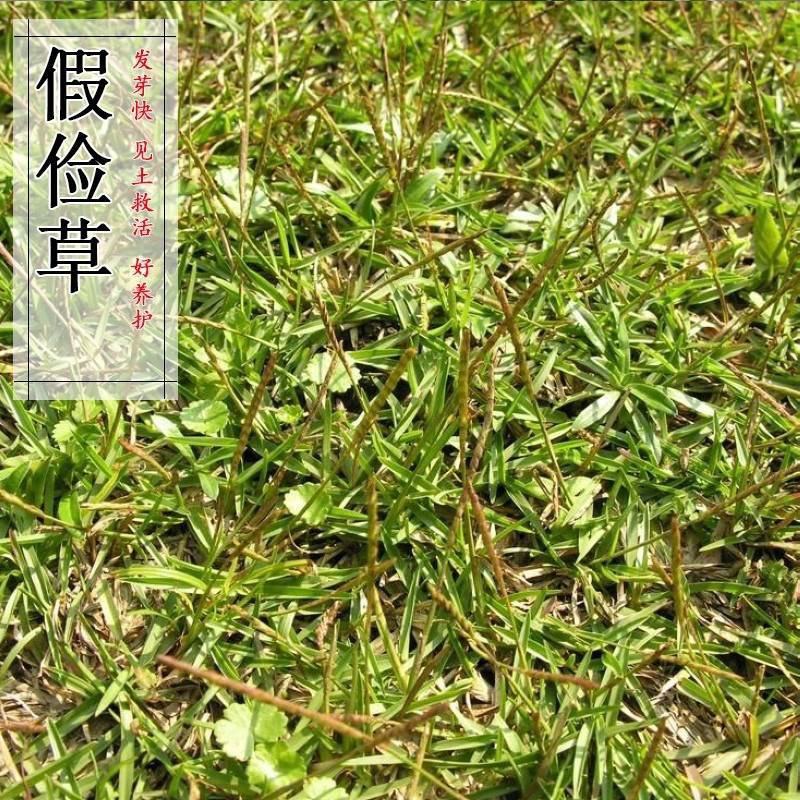 草坪种子假俭草种子阔叶草蜈蚣草耐践踏绿化护坡根系发达