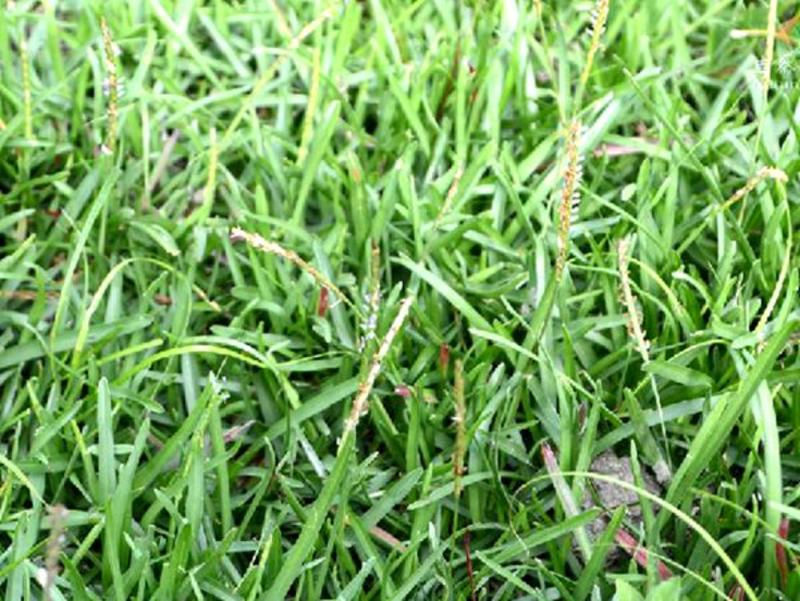 草坪种子假俭草种子阔叶草蜈蚣草耐践踏绿化护坡根系发达