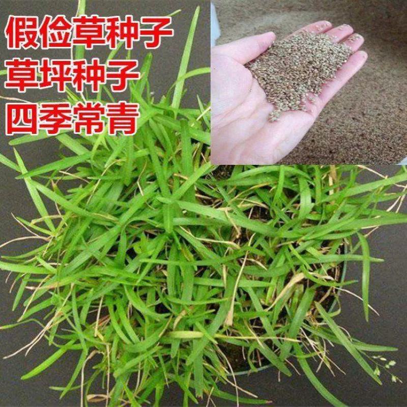 草坪种子假俭草种子阔叶草蜈蚣草耐践踏绿化护坡根系发达
